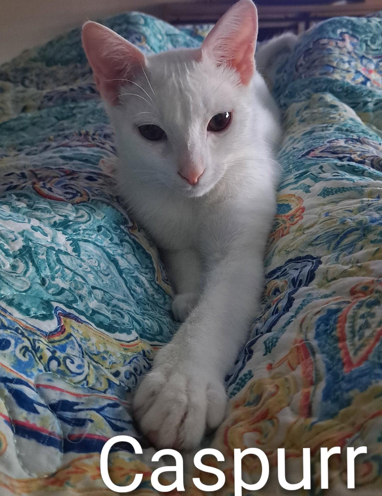 Caspurr (8495), Adoptable, Kitten Male Domestic Short Hair.