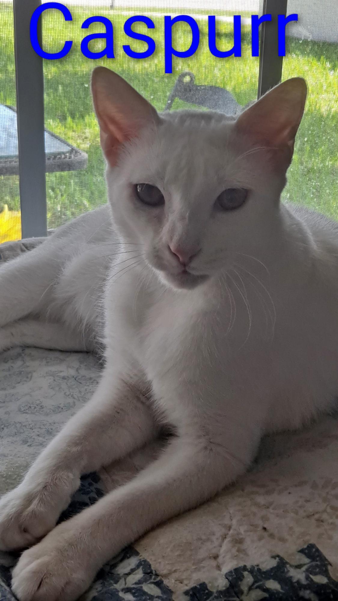 Enlarge Caspurr (8495), a Adoptable Domestic Short Hair in Wesley Chapel, FL image 2/3