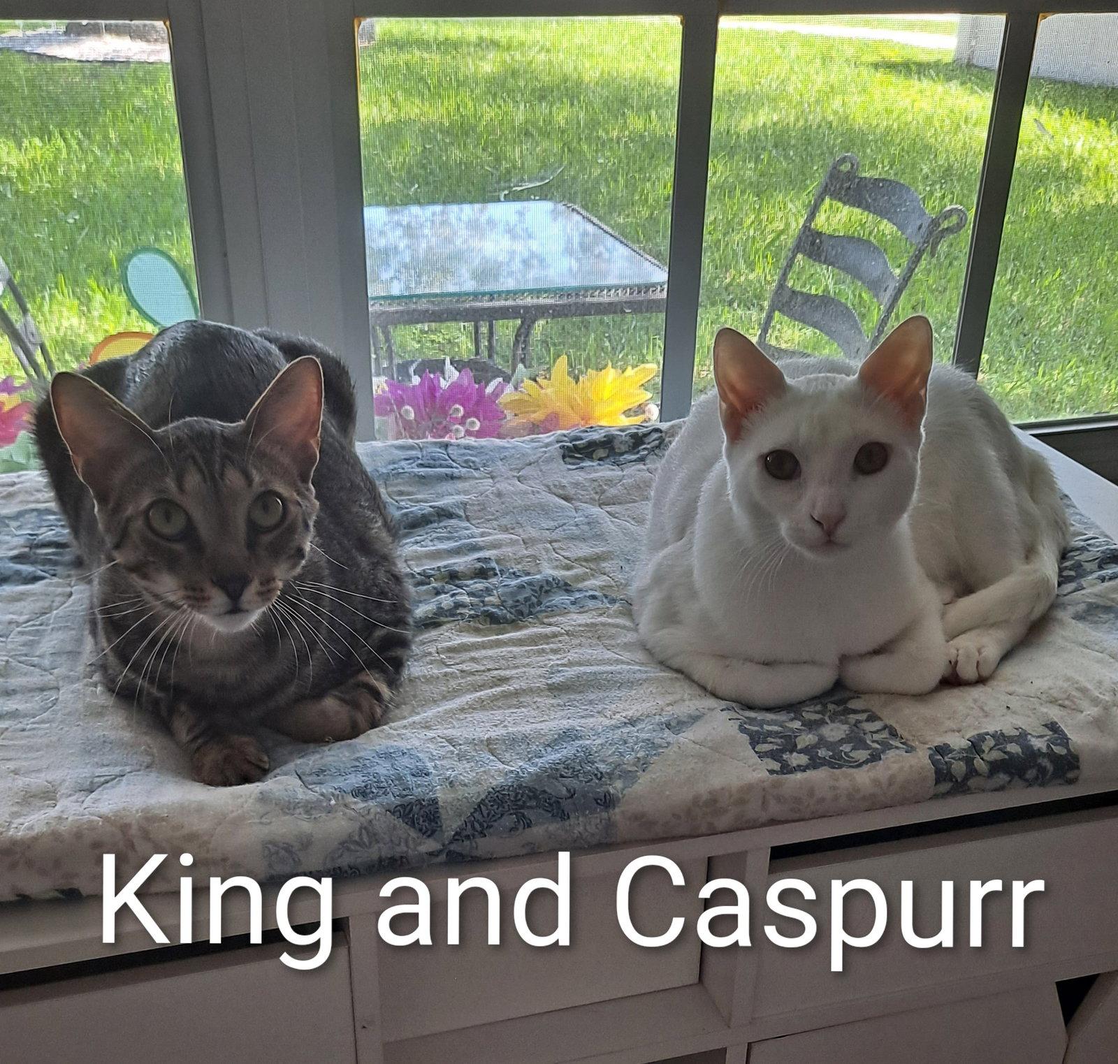 Enlarge Caspurr (8495), a Adoptable Domestic Short Hair in Wesley Chapel, FL image 3/3