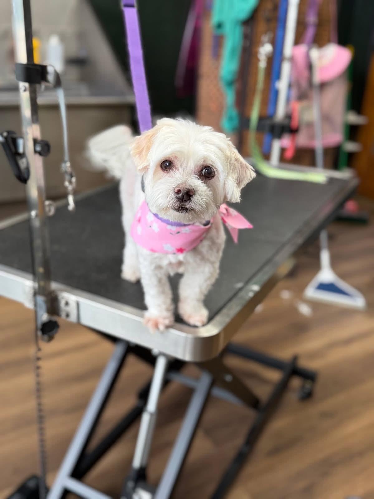 Lily Lou, ADOPTABLE, Senior Female Maltese.