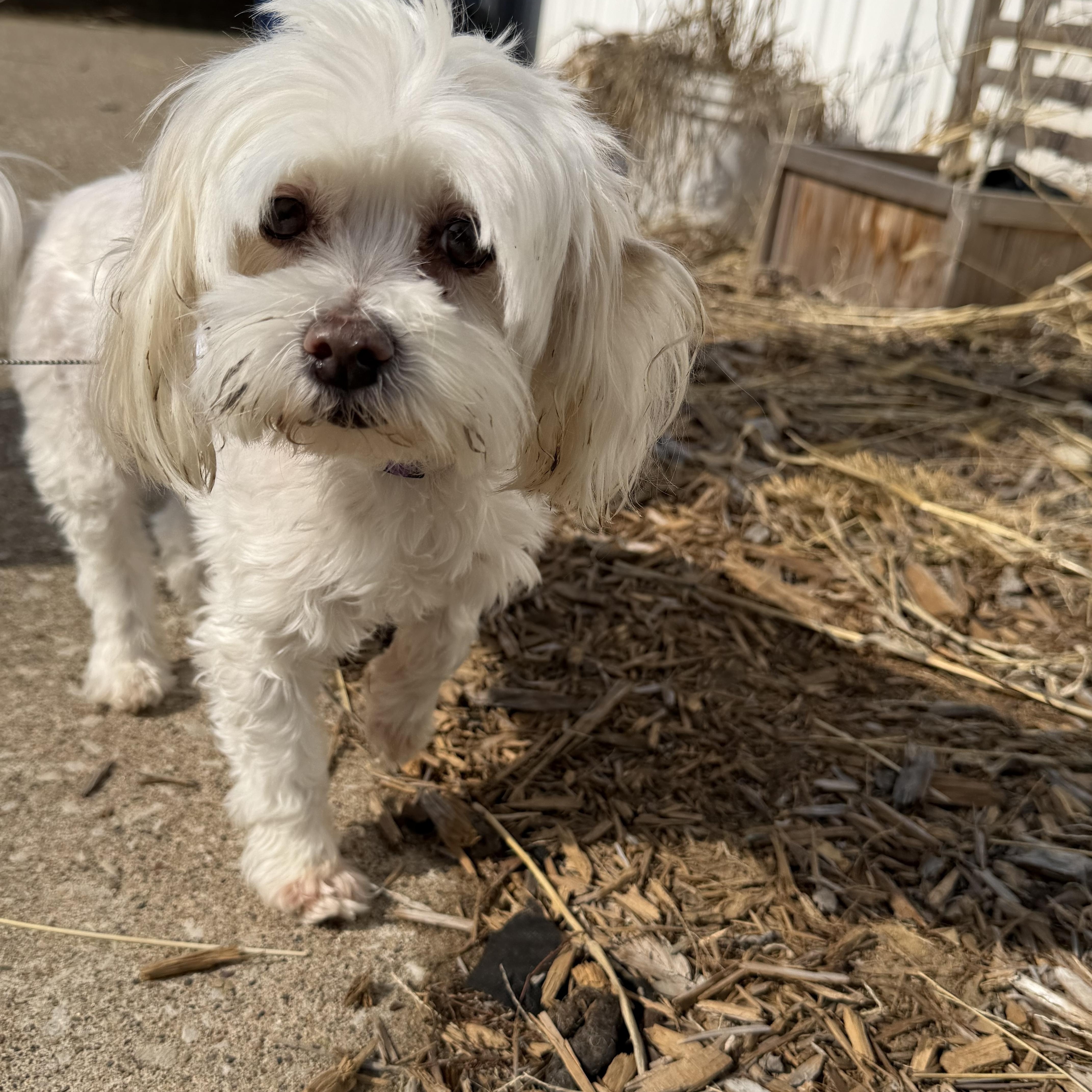 Enlarge Lily Lou, a ADOPTABLE Maltese in Bettendorf, IA image 3/4