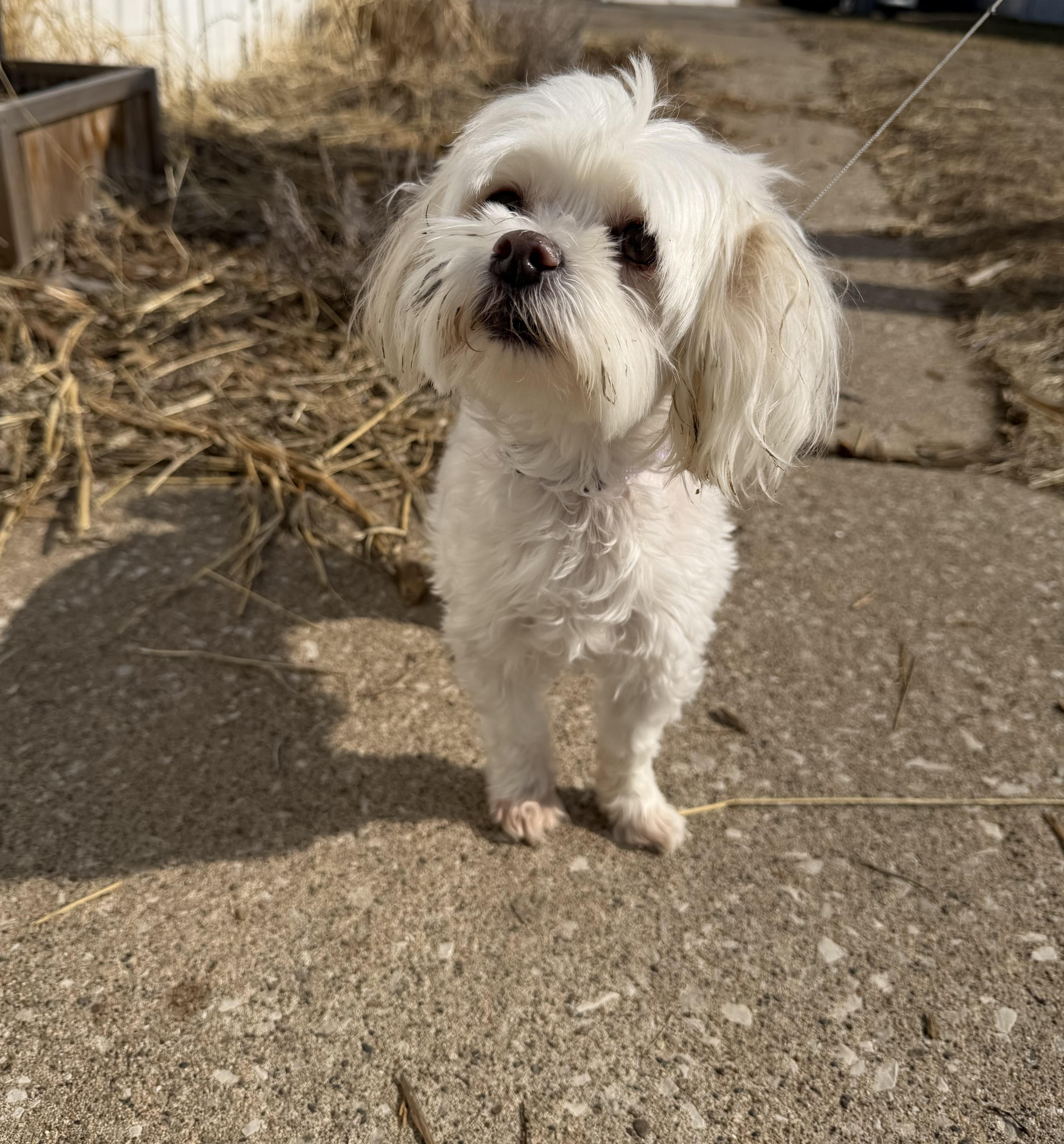 Enlarge Lily Lou, a ADOPTABLE Maltese in Bettendorf, IA image 2/4