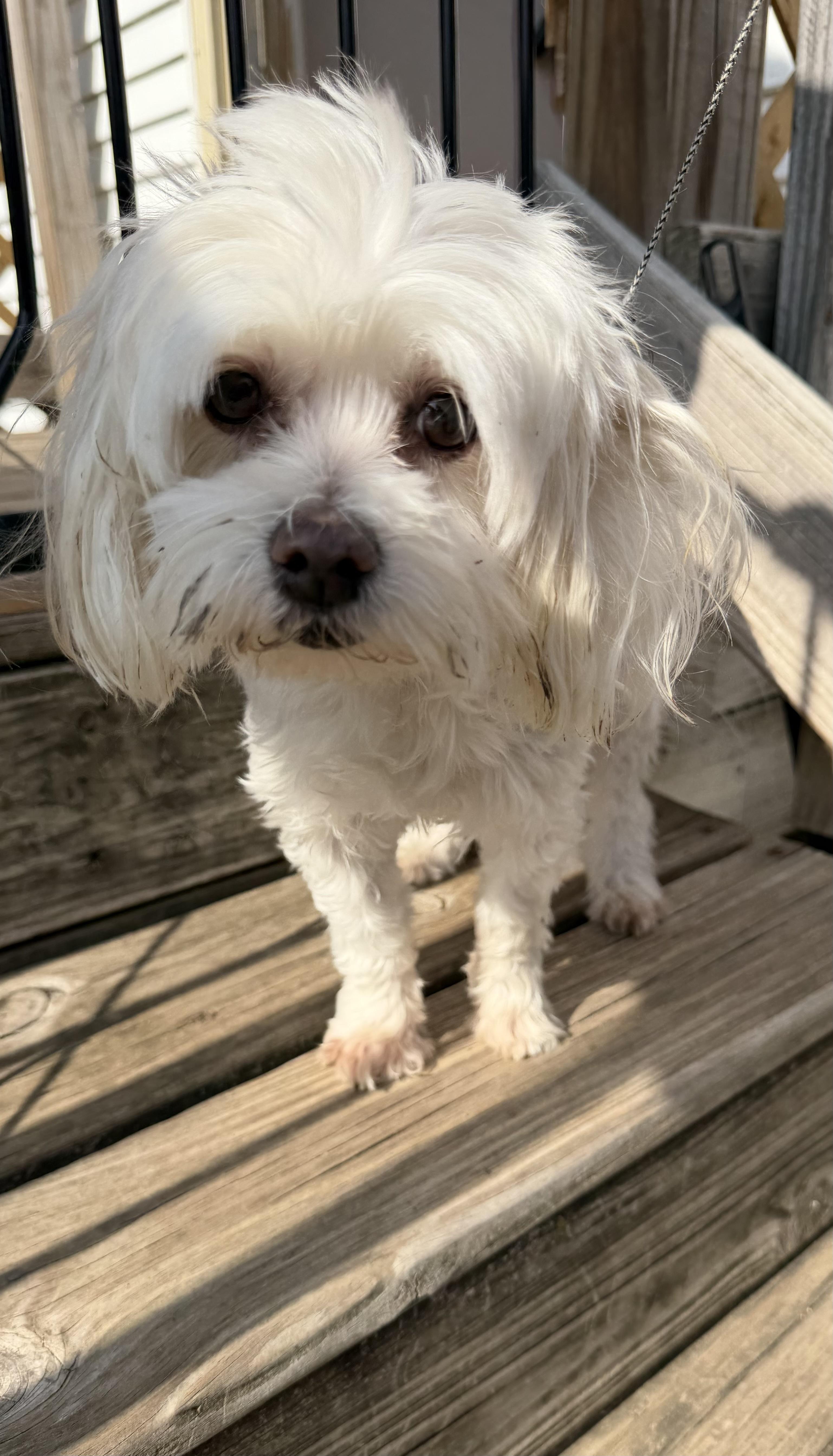 Enlarge Lily Lou, a ADOPTABLE Maltese in Bettendorf, IA image 4/4