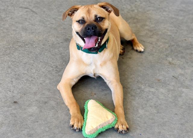 WOODY, Adoptable, Young Male Pug & American Staffordshire Terrier.