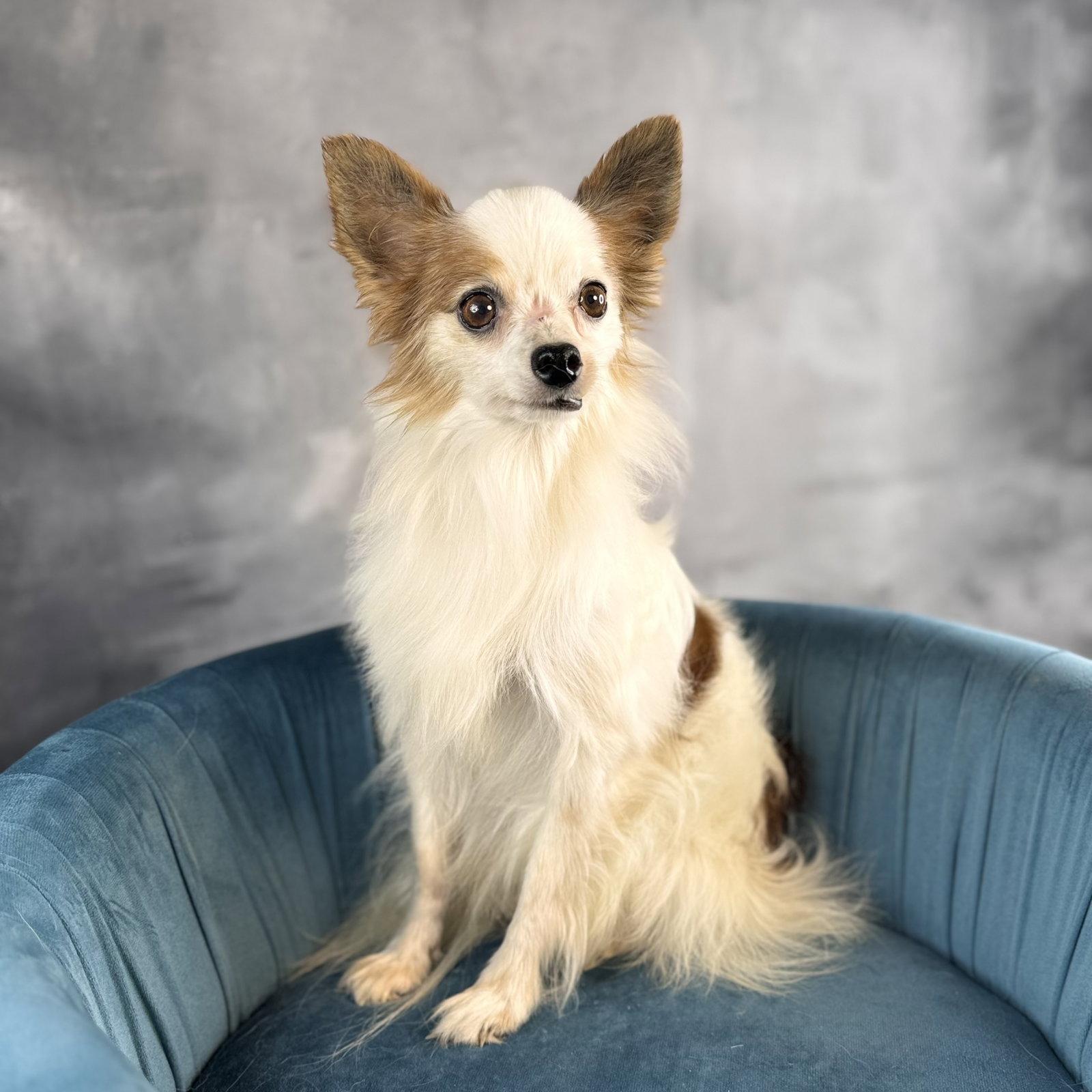 Kipper, Adoptable, Adult Male Papillon.