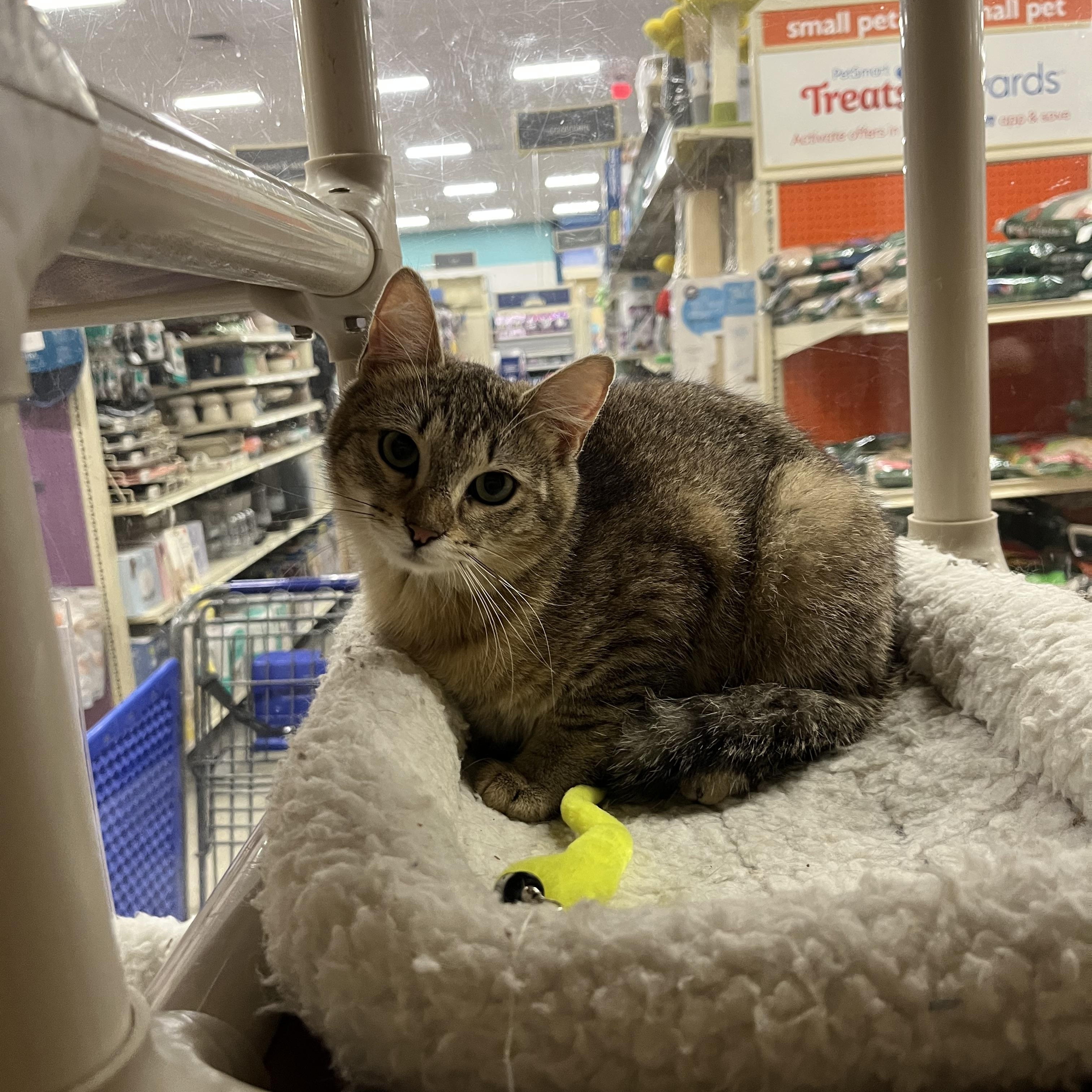 Simone, adopted, Young Female Domestic Short Hair.