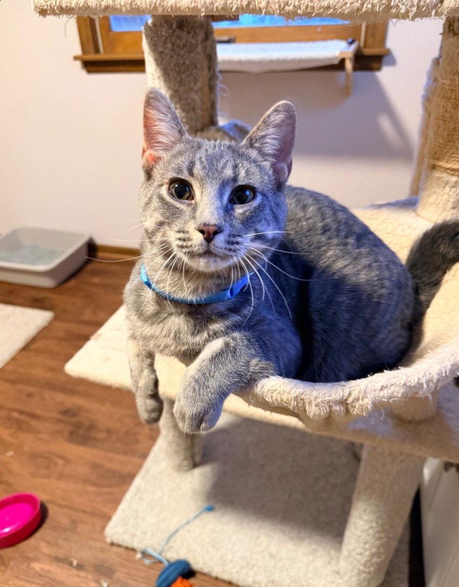 Enlarge Miguel, a Adopted Domestic Short Hair in Forest Lake, MN image 1/2