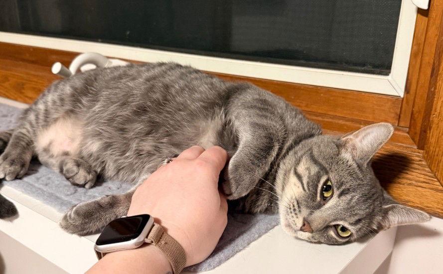 Enlarge Miguel, a Adopted Domestic Short Hair in Forest Lake, MN image 2/2