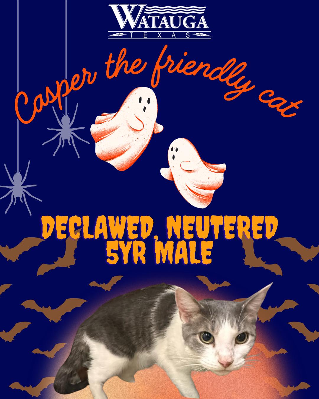 Enlarge casper, a ADOPTABLE Domestic Short Hair in Watauga, TX image 1/1