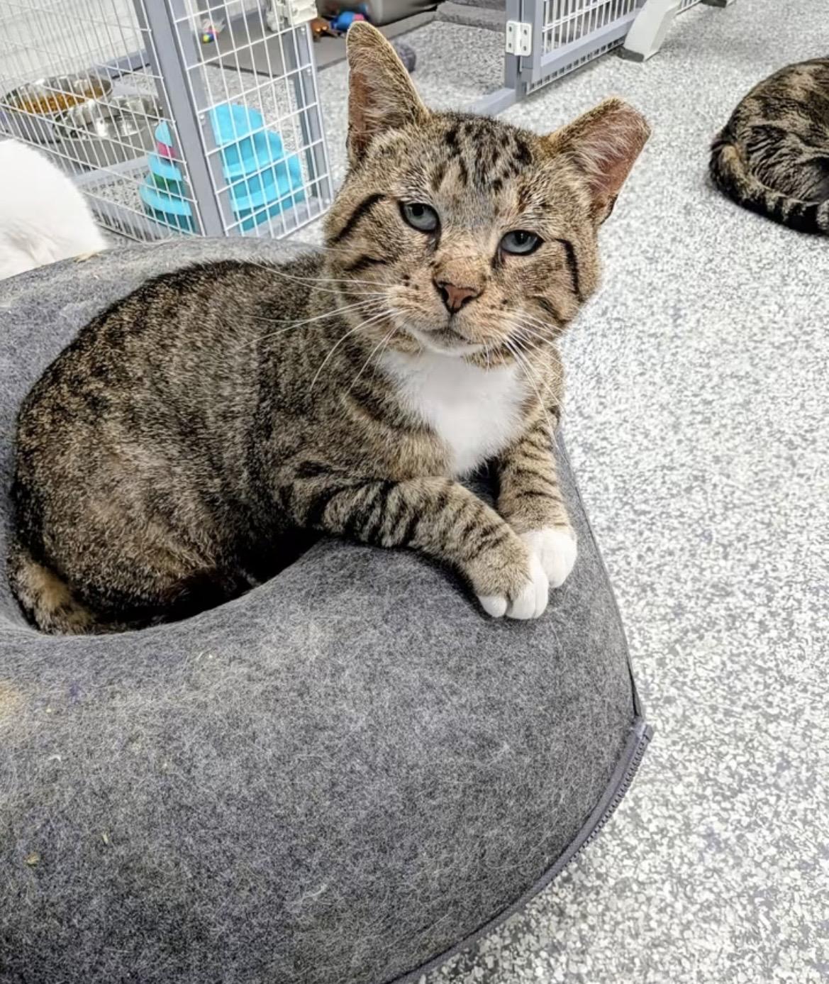 Enlarge Malcom, a Adoptable Domestic Short Hair in Hudsonville, MI image 2/4