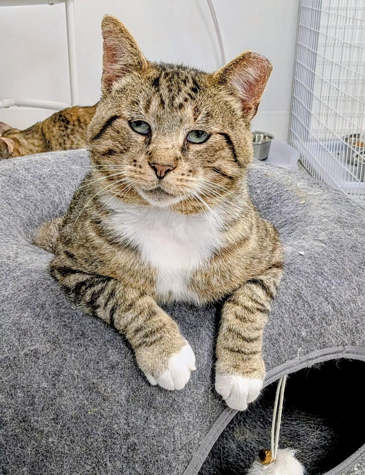 Malcom, Adoptable, Adult Male Domestic Short Hair.