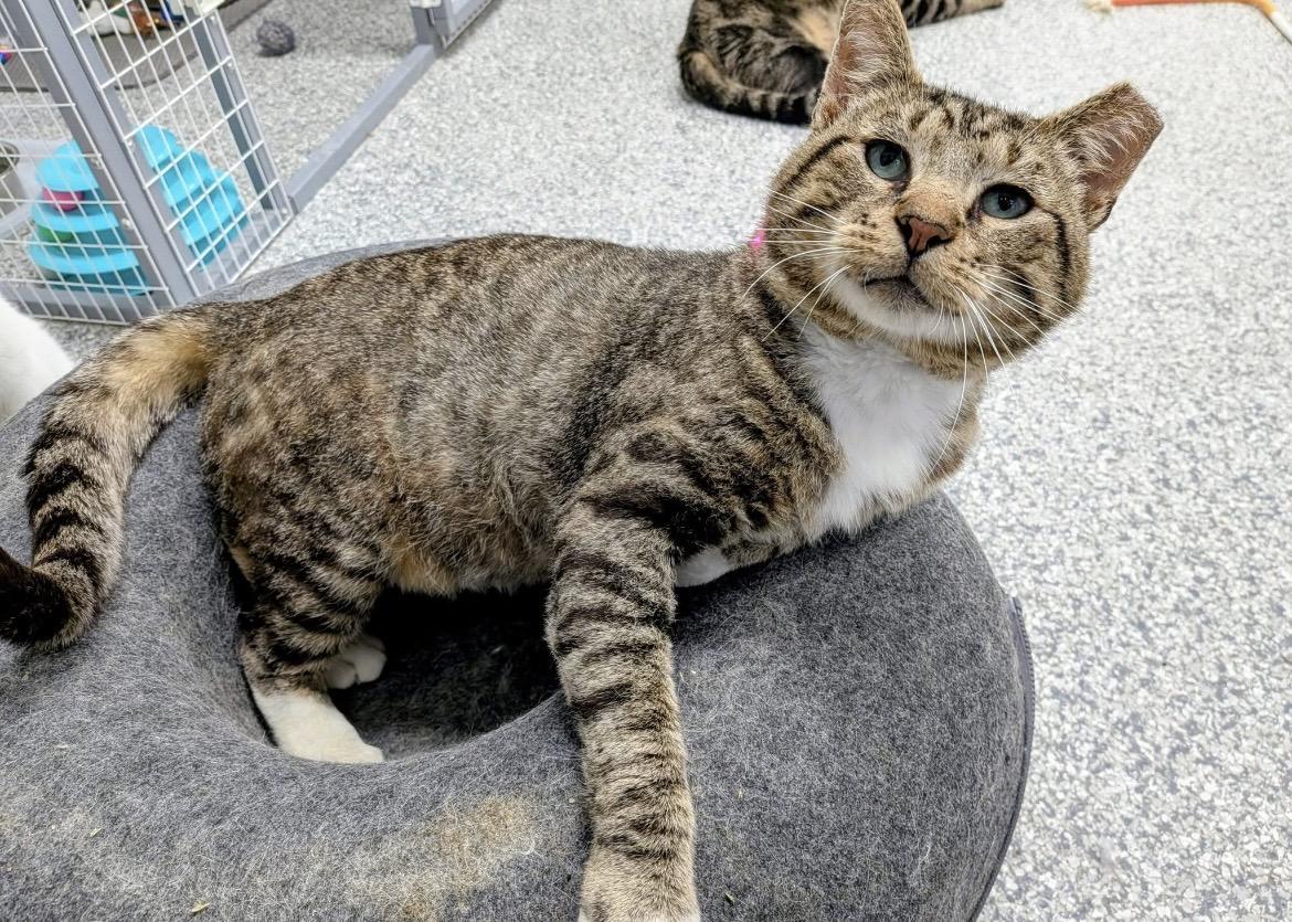 Enlarge Malcom, a Adoptable Domestic Short Hair in Hudsonville, MI image 4/4
