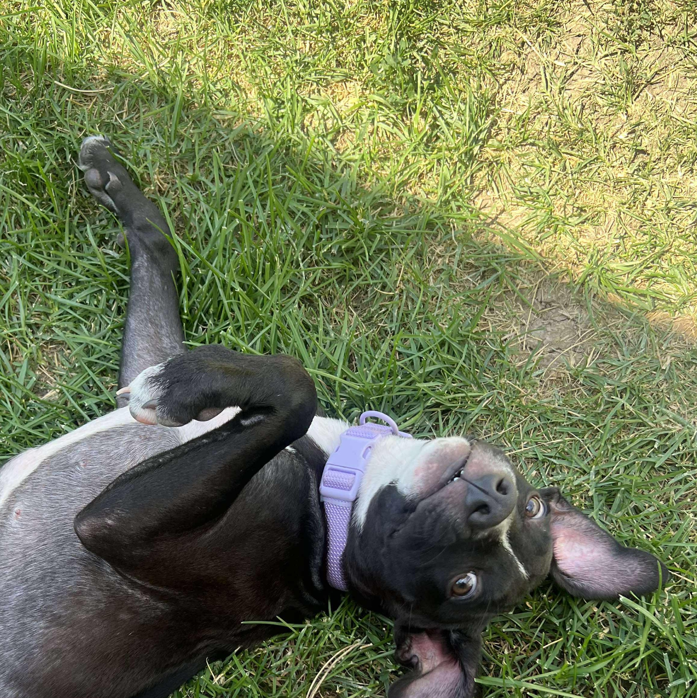 Blaze, an adoptable Pit Bull Terrier in BUTTE, MT, 59701 | Photo Image 1