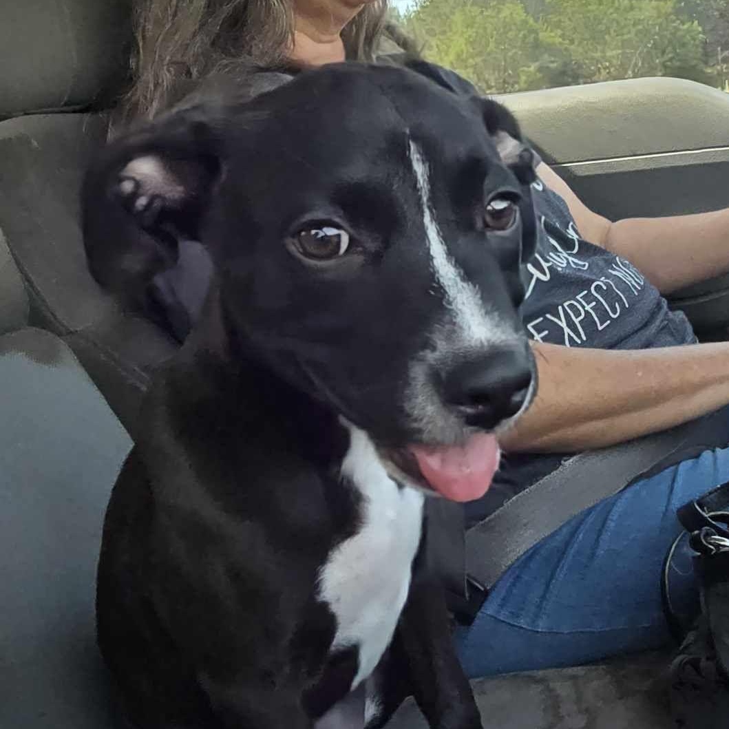 Blaze, an adoptable Pit Bull Terrier in BUTTE, MT, 59701 | Photo Image 5