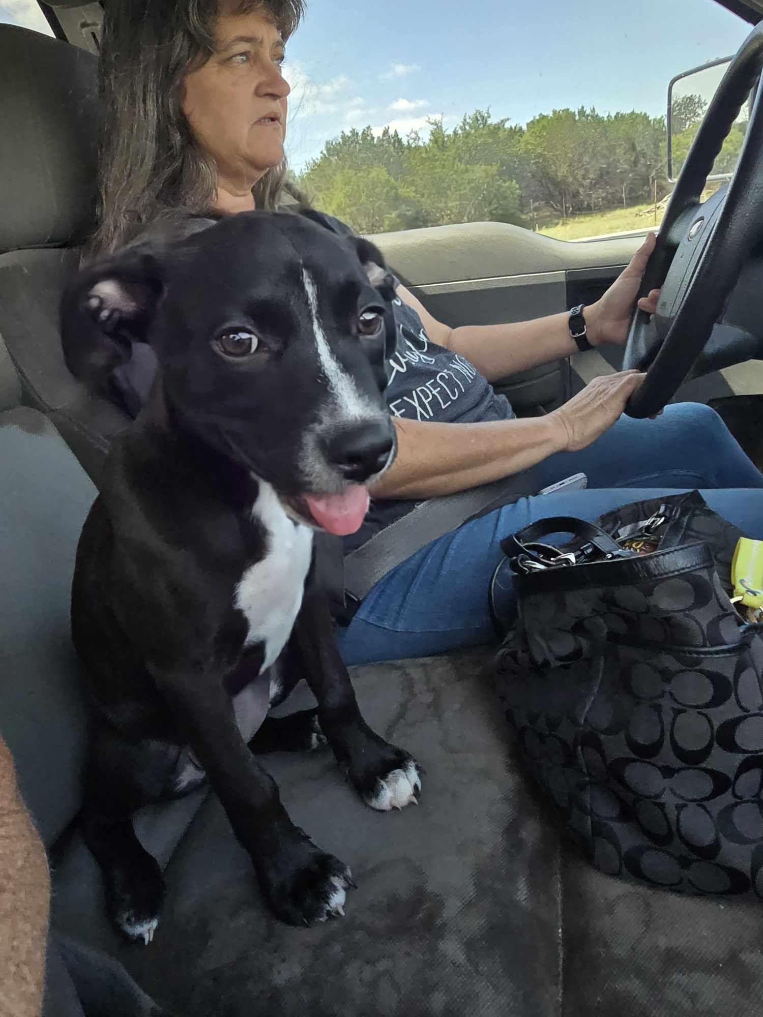 Blaze, an adoptable Pit Bull Terrier in BUTTE, MT, 59701 | Photo Image 4