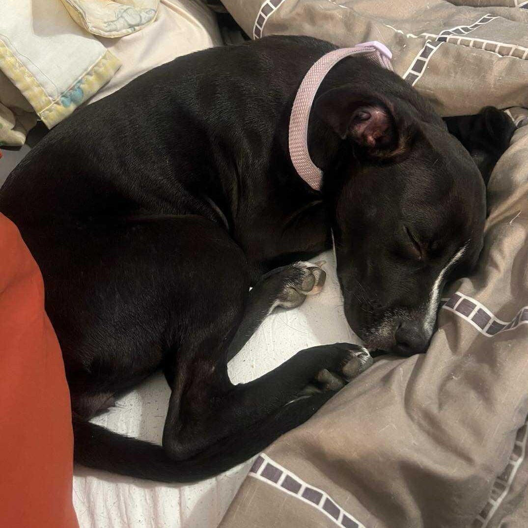 Blaze, an adoptable Pit Bull Terrier in BUTTE, MT, 59701 | Photo Image 6