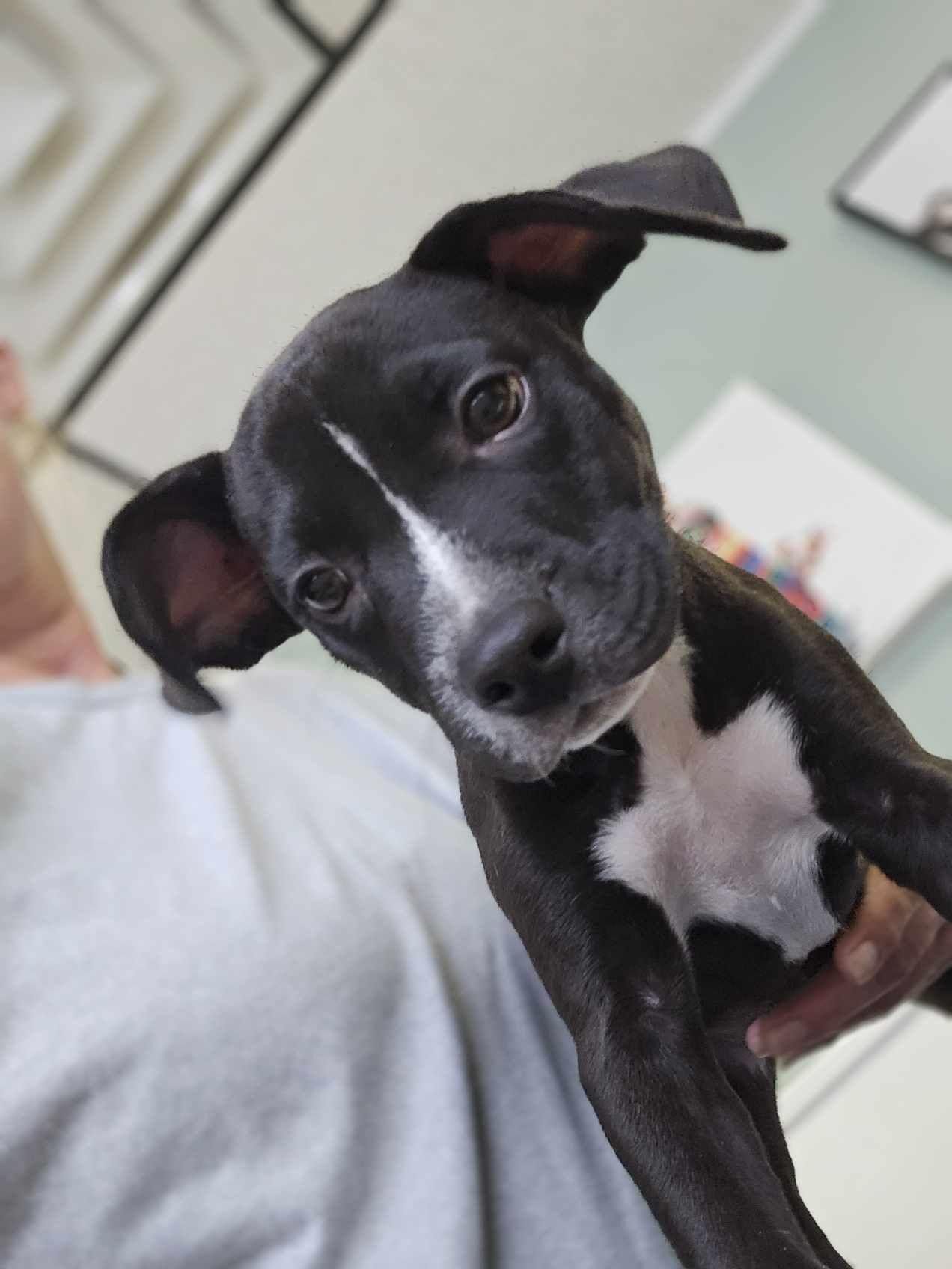 Blaze, an adoptable Pit Bull Terrier in BUTTE, MT, 59701 | Photo Image 3