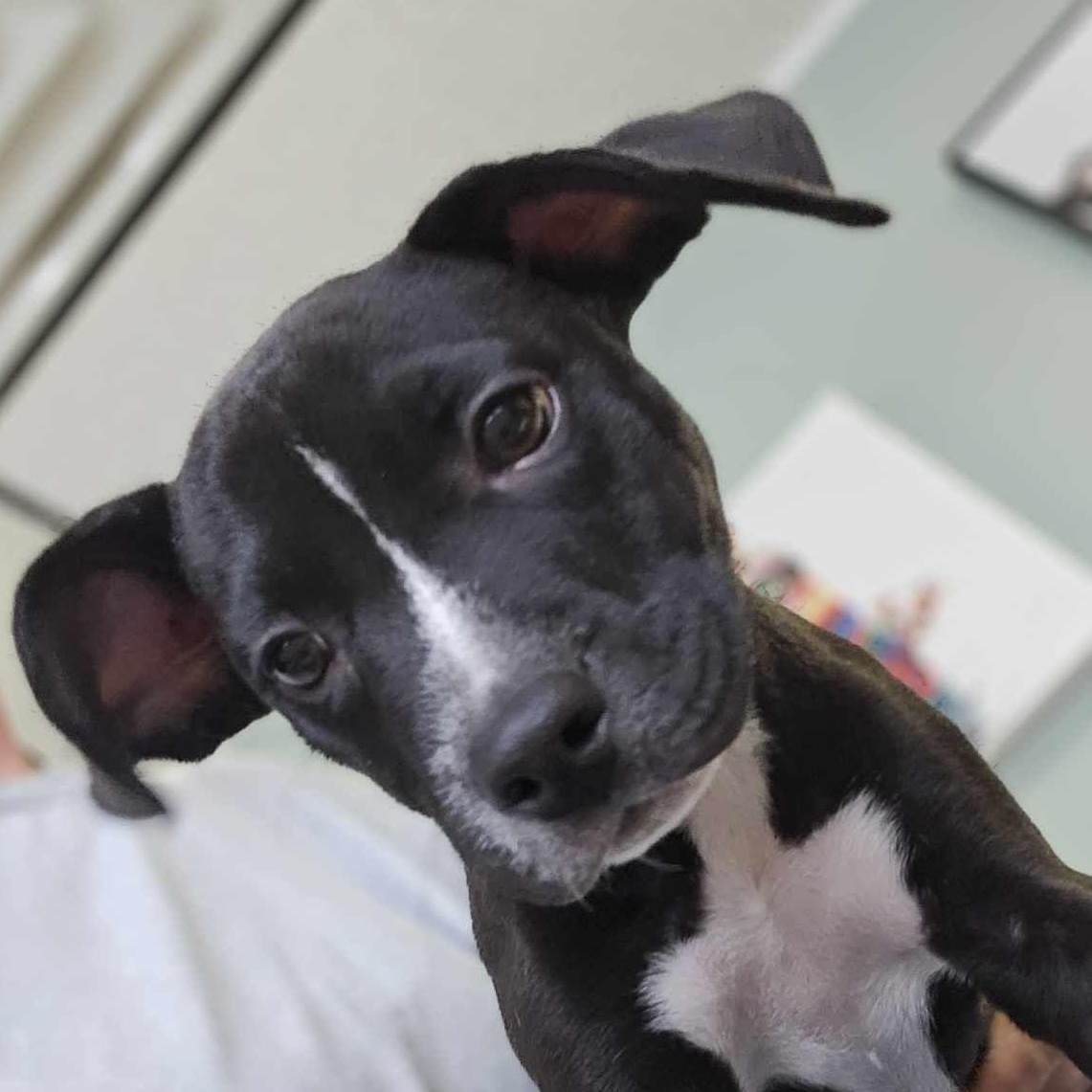 Blaze, an adoptable Pit Bull Terrier in BUTTE, MT, 59701 | Photo Image 4