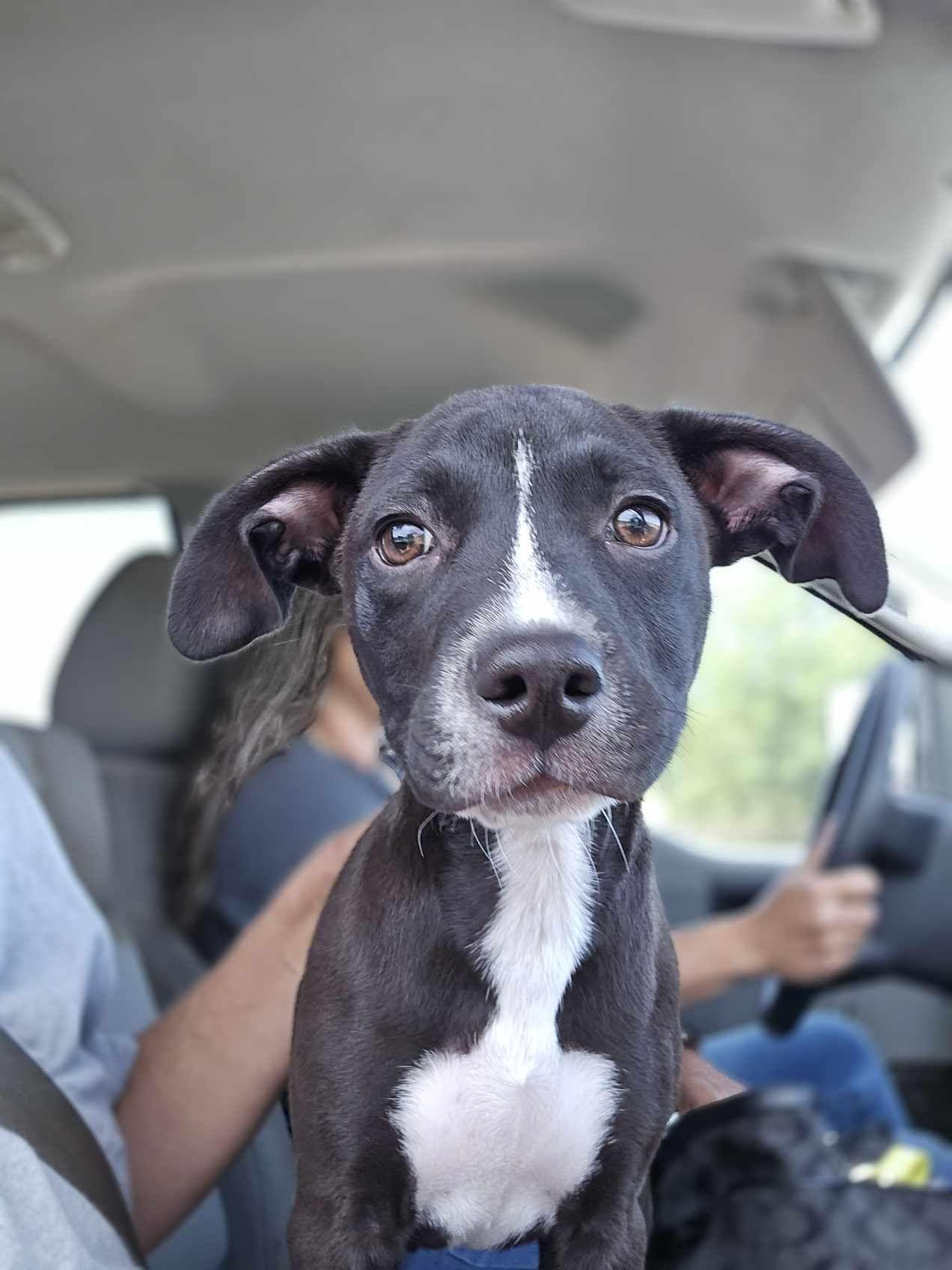 Blaze, an adoptable Pit Bull Terrier in BUTTE, MT, 59701 | Photo Image 1