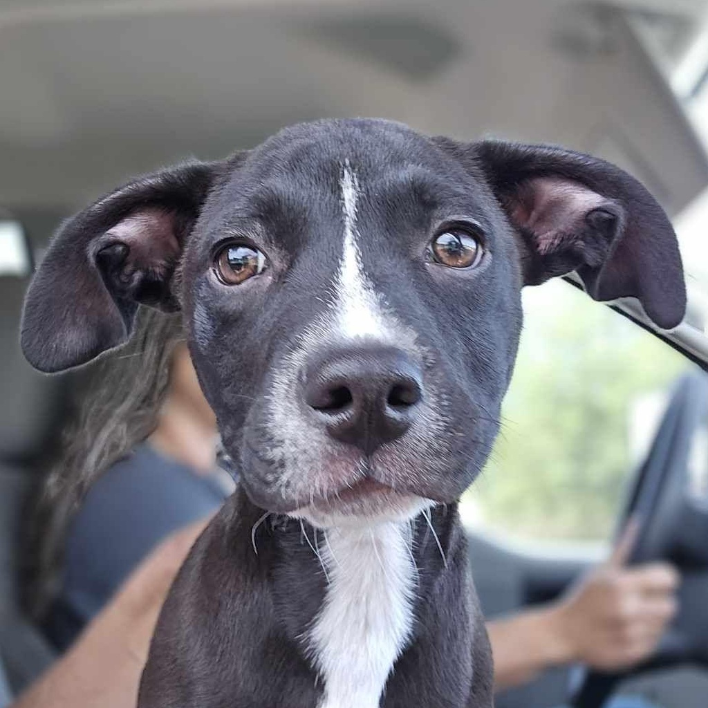 Blaze, an adoptable Pit Bull Terrier in BUTTE, MT, 59701 | Photo Image 3