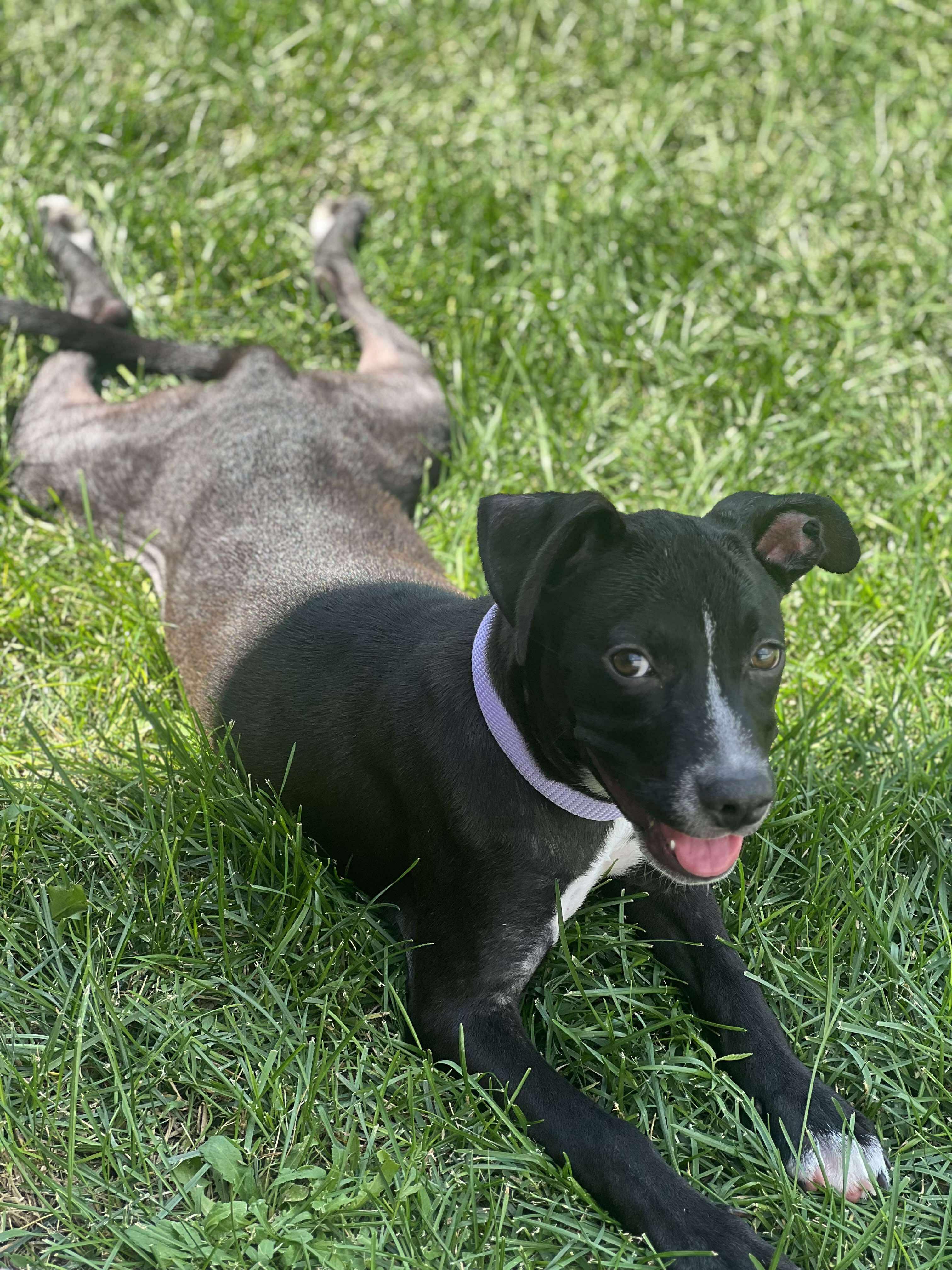 Blaze, an adoptable Pit Bull Terrier in BUTTE, MT, 59701 | Photo Image 6