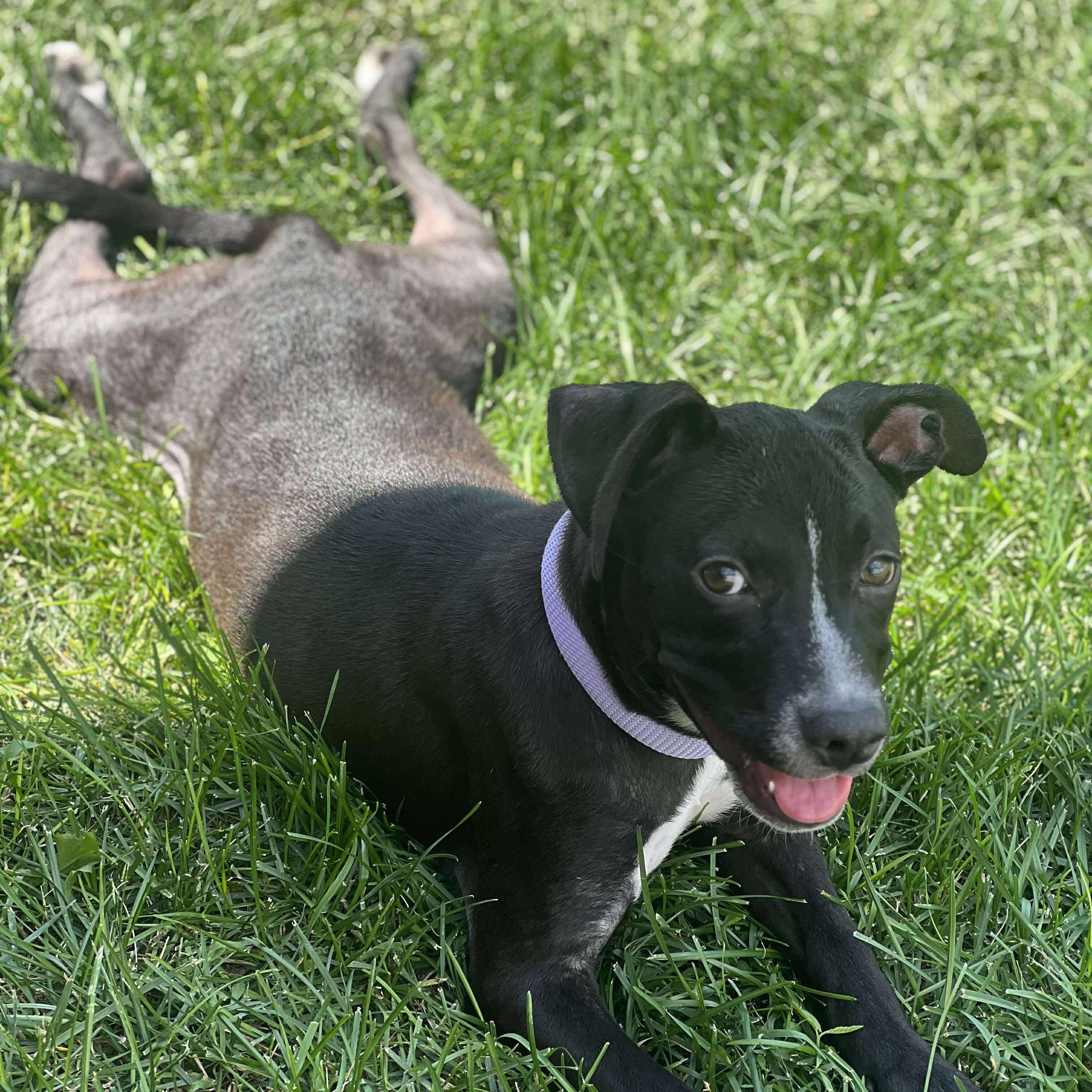 Blaze, an adoptable Pit Bull Terrier in BUTTE, MT, 59701 | Photo Image 6