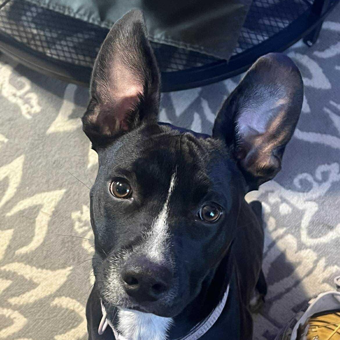 Blaze, an adoptable Pit Bull Terrier in BUTTE, MT, 59701 | Photo Image 4