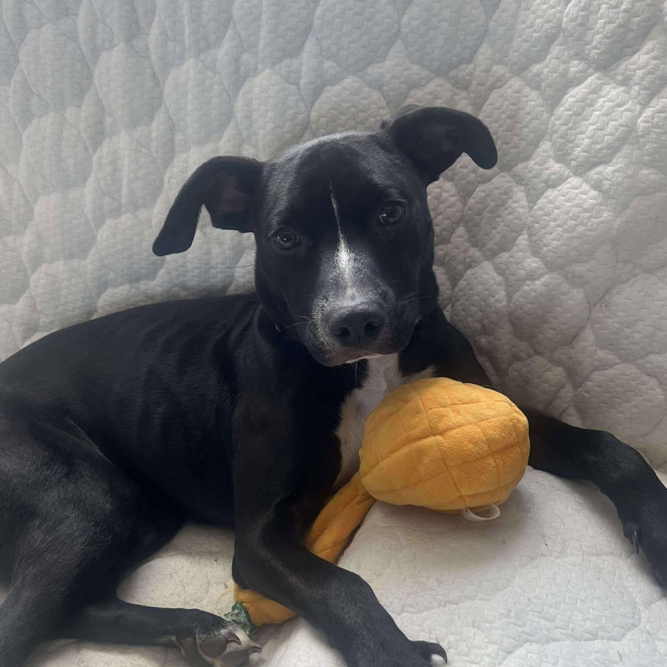 Blaze, an adoptable Pit Bull Terrier in BUTTE, MT, 59701 | Photo Image 3