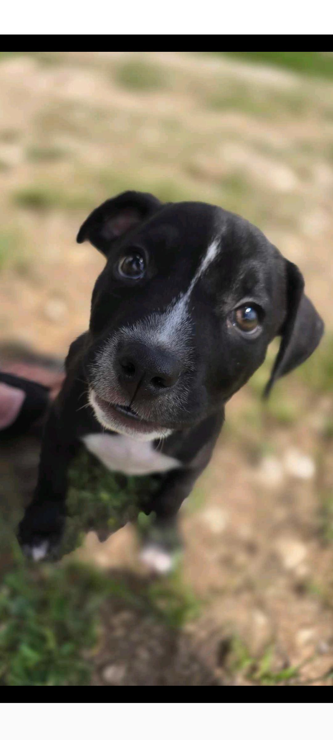 Blaze, Baby Female Pit Bull Terrier