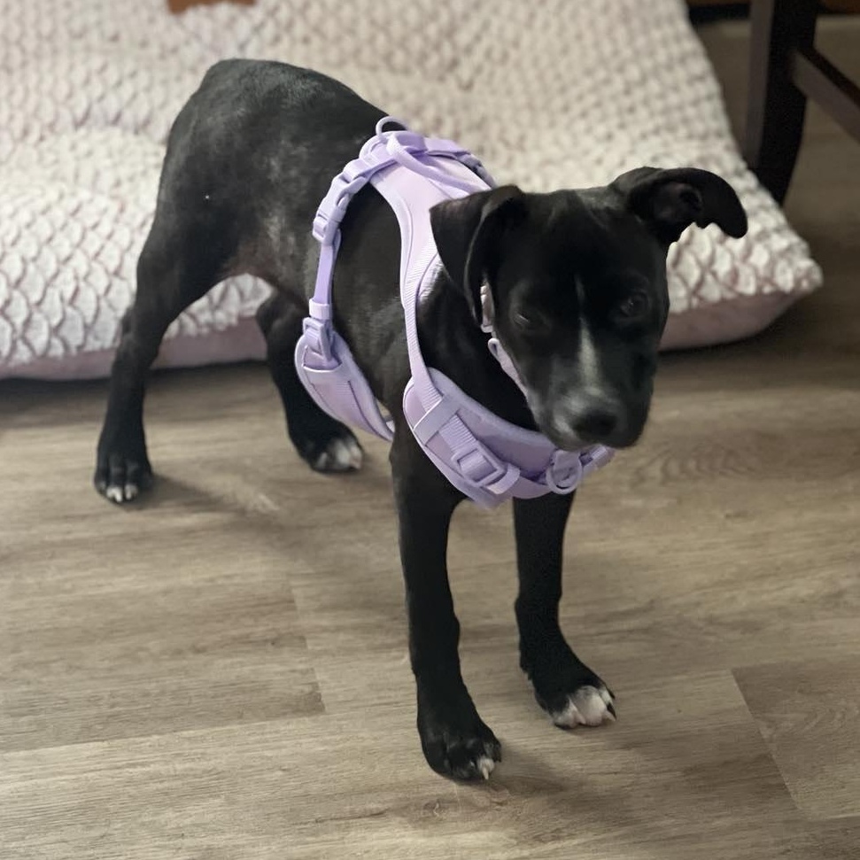 Blaze, an adoptable Pit Bull Terrier in BUTTE, MT, 59701 | Photo Image 2