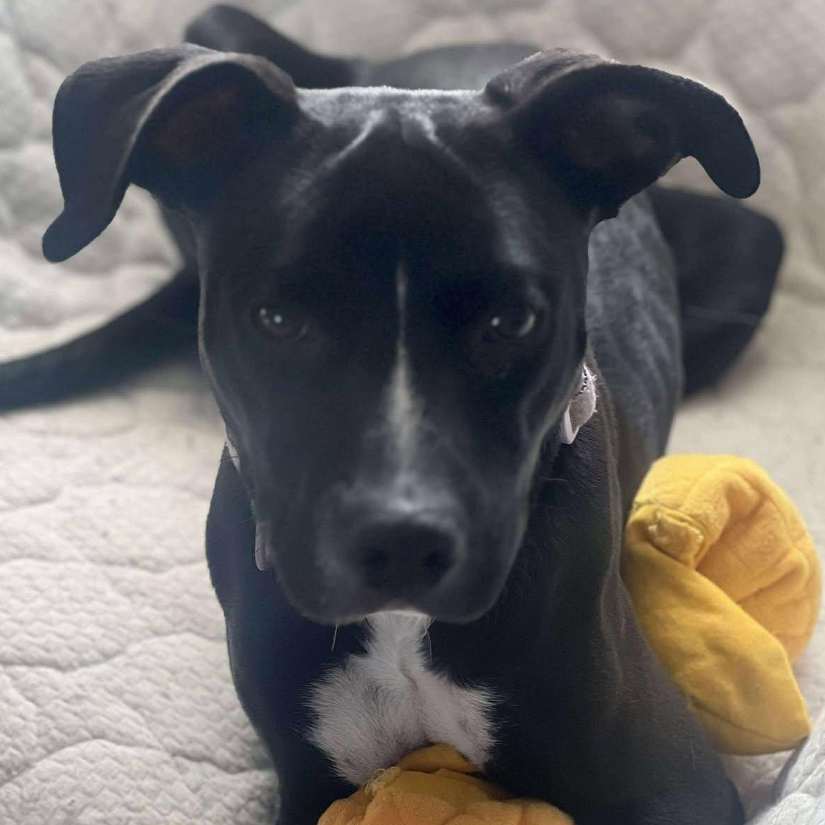 Blaze, an adoptable Pit Bull Terrier in BUTTE, MT, 59701 | Photo Image 1