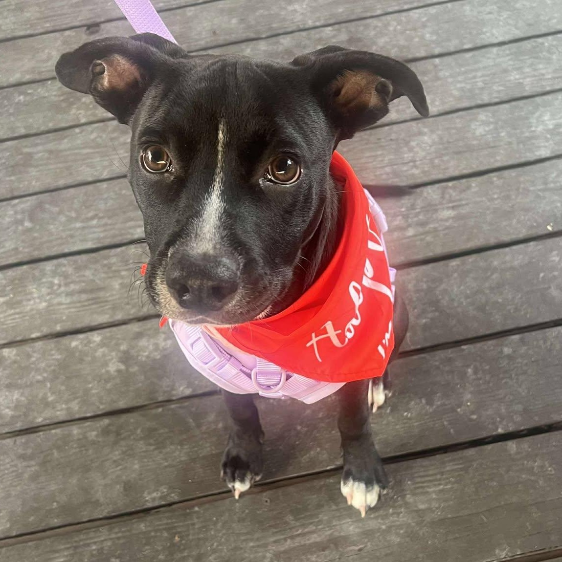 Blaze, an adoptable Pit Bull Terrier in BUTTE, MT, 59701 | Photo Image 5