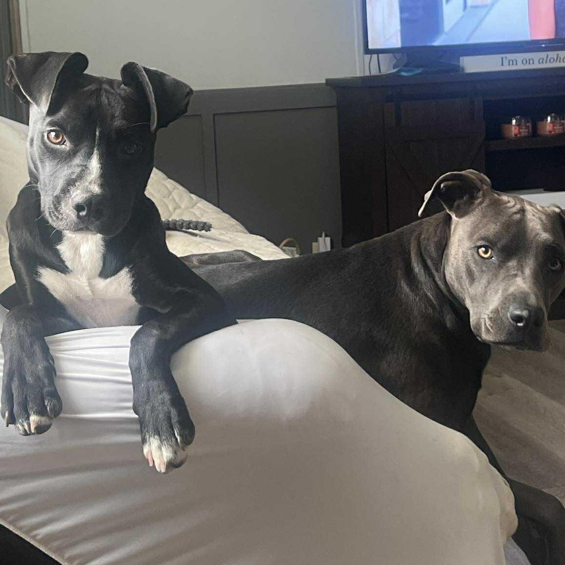 Blaze, an adoptable Pit Bull Terrier in BUTTE, MT, 59701 | Photo Image 2