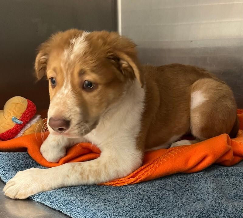 Bo Nix, Adoptable, Young Male Australian Shepherd & Great Pyrenees.