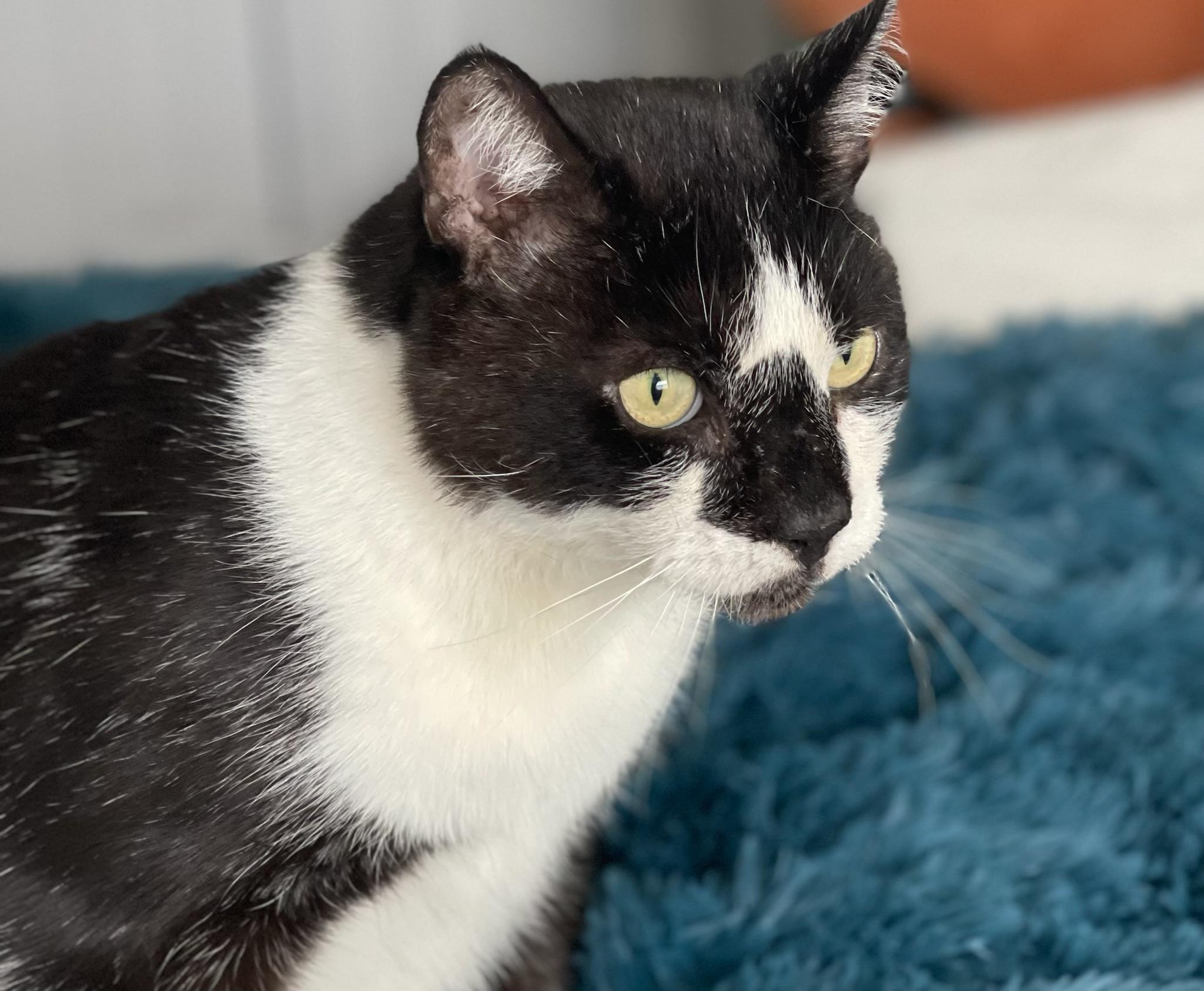 Handsome, Adult Male Domestic Short Hair