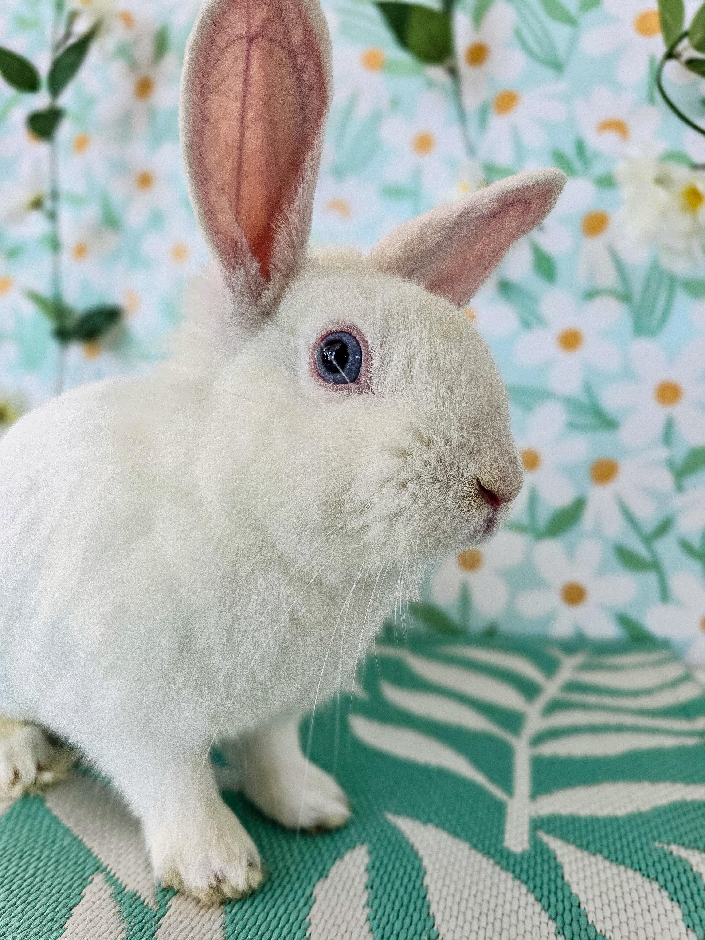 Enlarge Dewdrop, a ADOPTABLE Bunny Rabbit in Long Beach, CA image 2/3