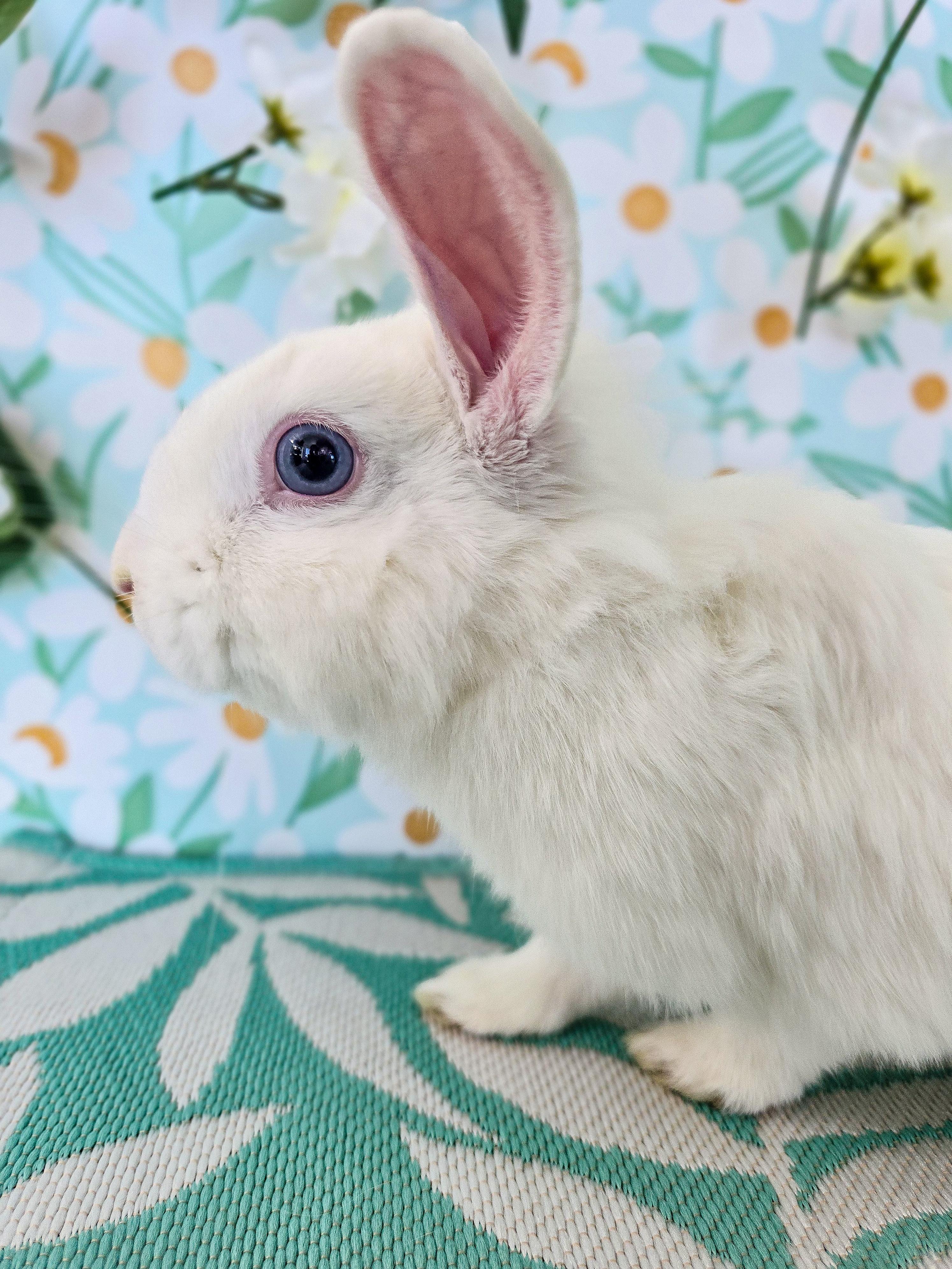 Enlarge Dewdrop, a ADOPTABLE Bunny Rabbit in Long Beach, CA image 3/3
