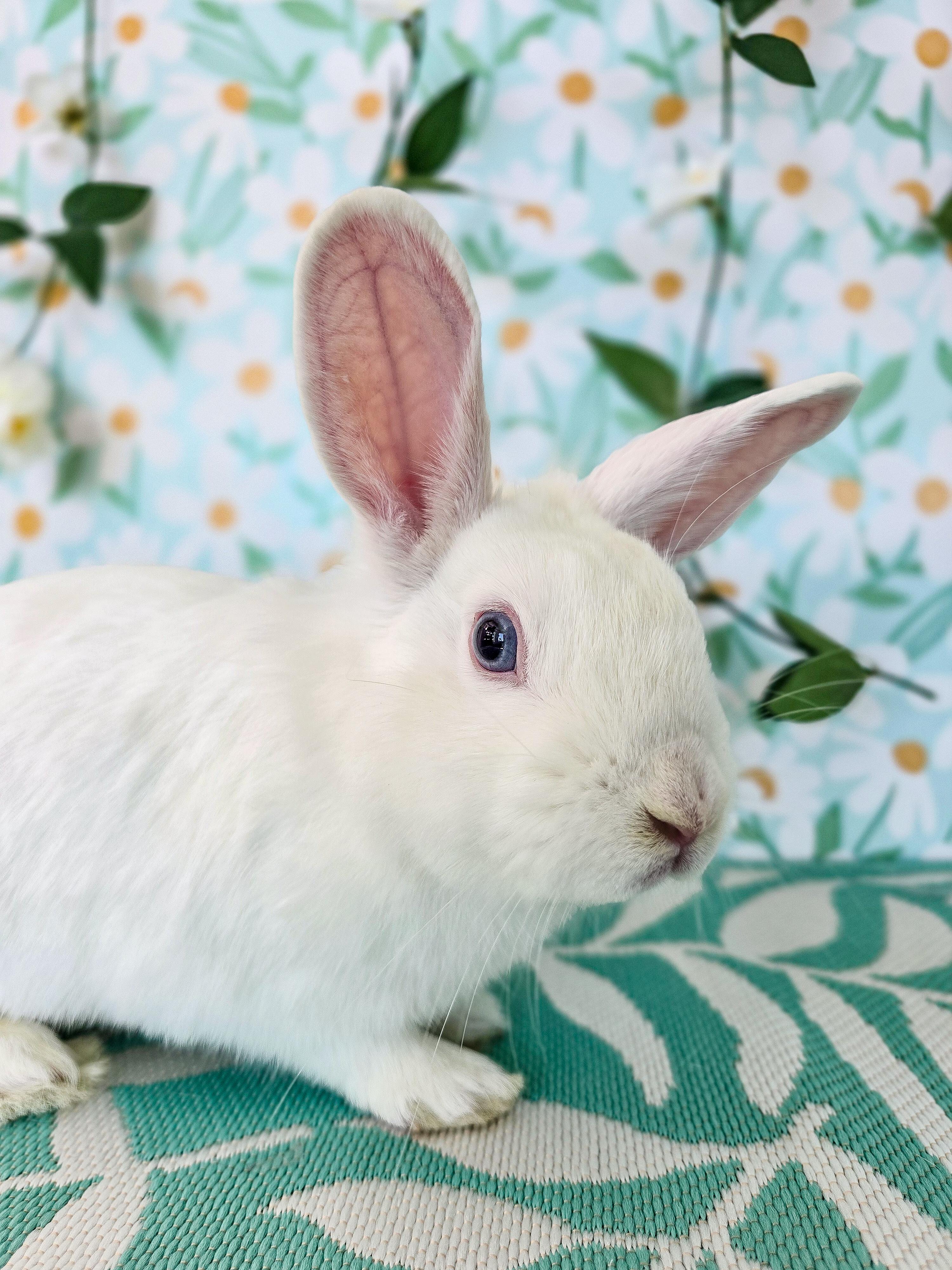 Dewdrop, ADOPTABLE, Young Female Bunny Rabbit.