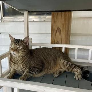 Enlarge Otis, a Adoptable Domestic Short Hair in Lake Panasoffkee, FL image 1/6