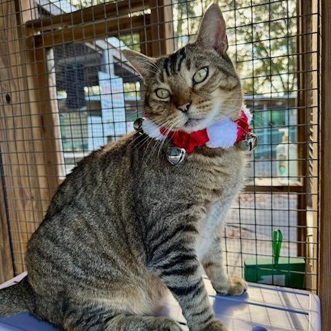 Enlarge Otis, a Adoptable Domestic Short Hair in Lake Panasoffkee, FL image 2/6