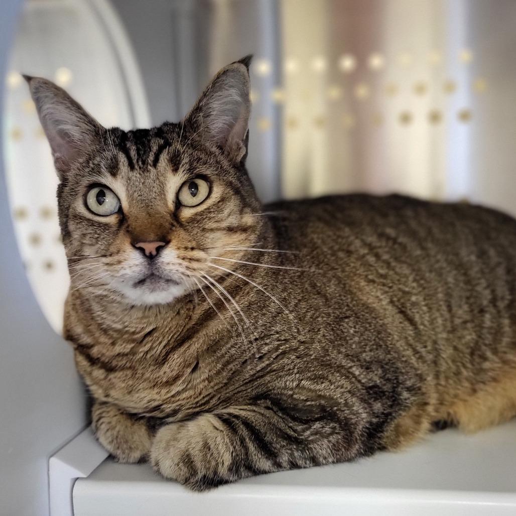 Enlarge Otis, a Adoptable Domestic Short Hair in Lake Panasoffkee, FL image 3/6