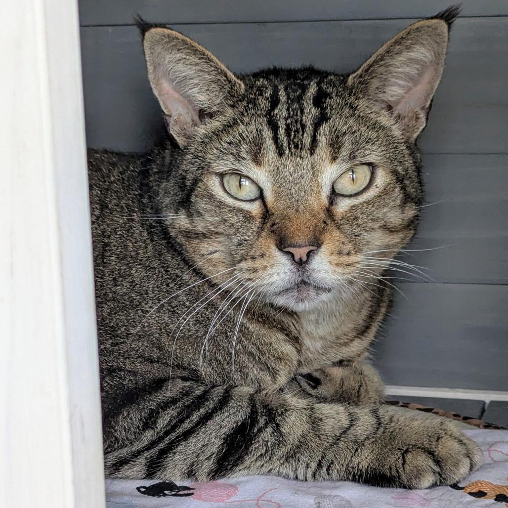 Enlarge Otis, a Adoptable Domestic Short Hair in Lake Panasoffkee, FL image 4/6