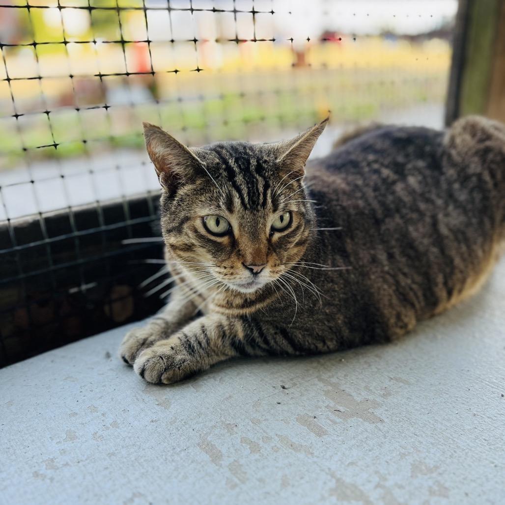 Enlarge Otis, a Adoptable Domestic Short Hair in Lake Panasoffkee, FL image 5/6