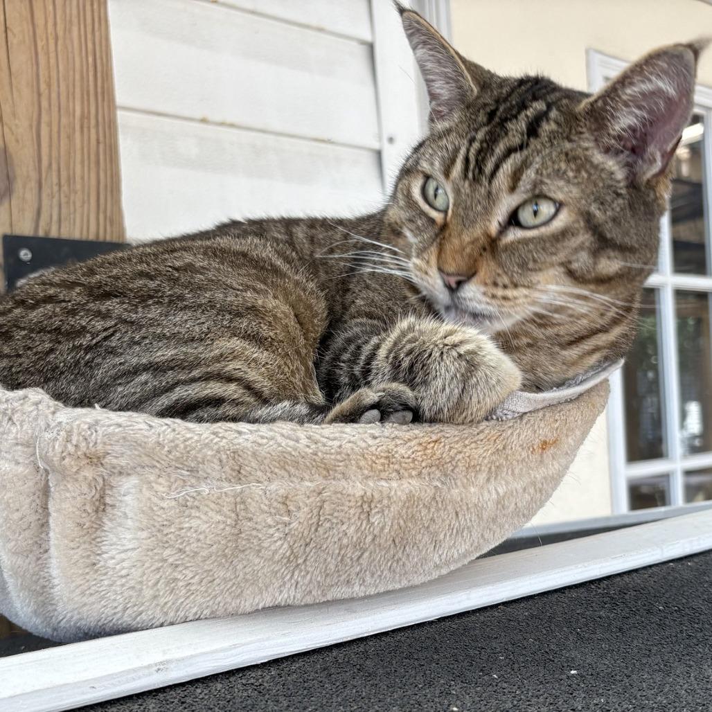 Enlarge Otis, a Adoptable Domestic Short Hair in Lake Panasoffkee, FL image 6/6