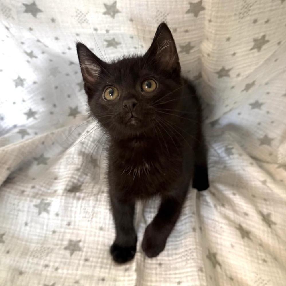 Aries, an adopted Domestic Short Hair in Greensburg, PA image 5/5
