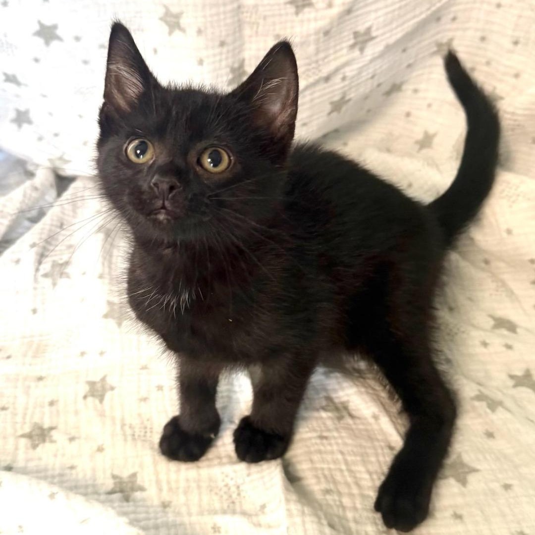 Aries, an adopted Domestic Short Hair in Greensburg, PA image 4/5