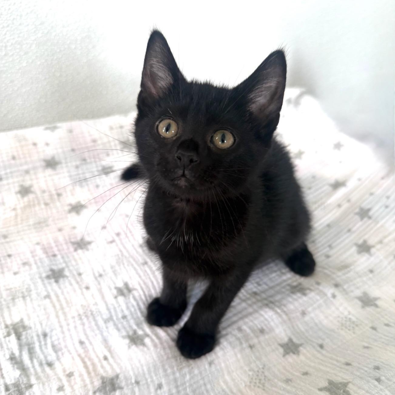 Aries, an adopted Domestic Short Hair in Greensburg, PA image 2/5