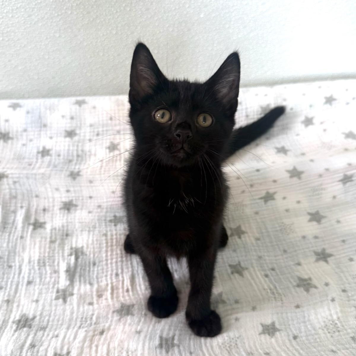 Aries, an adopted Domestic Short Hair in Greensburg, PA image 3/5