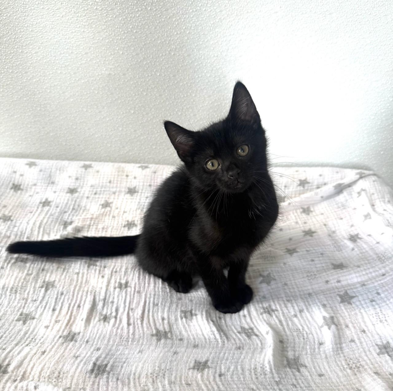 Aries, adopted, Kitten Male Domestic Short Hair.