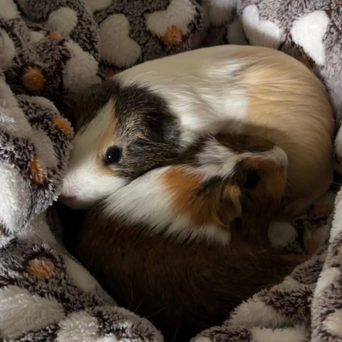 Enlarge **COURTESY LISTING** Cocoa and Mochi, a Adoptable Guinea Pig in Moscow, ID image 2/6